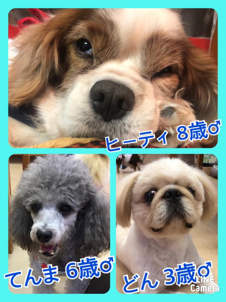 🐾今日の里親様募集中ワンコ🐶メンバーです🐾2020,8,30